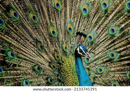 The Indian peafowl (Pavo cristatus), also known as the common peafowl, and blue peafowl, is a peafowl species native to the Indian subcontinent. Royalty-Free Stock Photo #2133745391