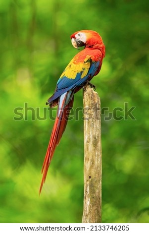The scarlet macaw (Ara macao) is a large red, yellow, and blue Central and South American parrot, a member of a large group of Neotropical parrots called macaws. Royalty-Free Stock Photo #2133746205