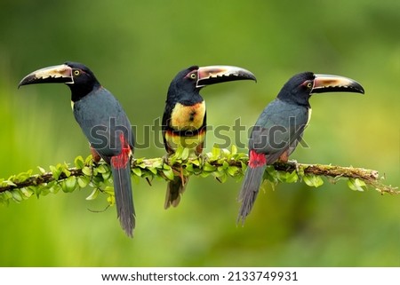 The collared aracari or collared araçari (Pteroglossus torquatus) is a toucan, a near-passerine bird. It breeds from southern Mexico (North America) to Panama; also Ecuador, Colombia, Venezuela