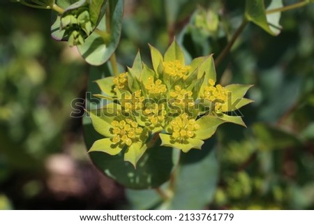 Bupleurum rotundifolium, Thorow-Wax, Apiaceae. Wild plant shot in spring. Royalty-Free Stock Photo #2133761779