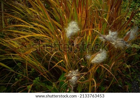 wild grass with piles of cotton seeds 