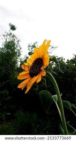 beautiful sunflower picture. beauty of sunflower 