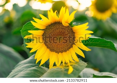 Beautiful landscape with yellow sunflowers. Sunflower field, agriculture, harvest concept. Sunflower seeds, vegetable oil. Wallpaper with sunflower.