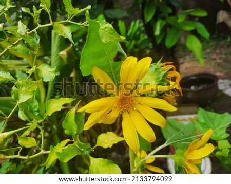 Fresh sunflower plant in garden in spring