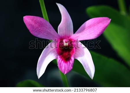 Close up image of white to pink gradient color orchid flower with dark background