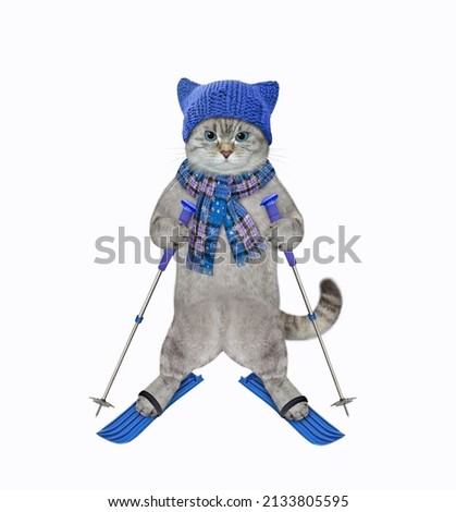 An ashen cat dressed in a blue scarf and a hat is skiing. White background. Isolated.