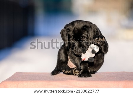 Black labrador puppy playing with with toy