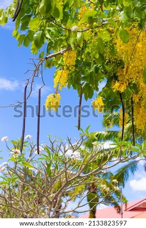 Inflorescence of bright yellow Cassia fistula flowers and frangipani flowers against a blue sky.Tropical plants of Asia, beauty in nature.
