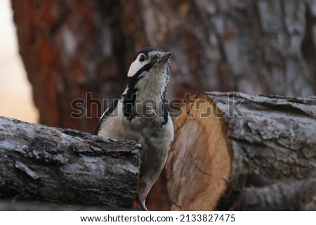 Mottled woodpecker. A bird with a big beak