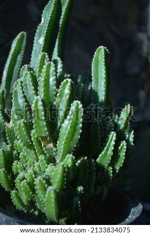 Cactus is a house ornamental plant that does not really need a lot of water