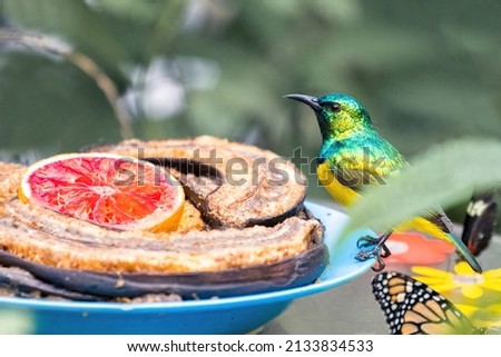Portrait of a Collared Sunbird, Hedydipna collaris, posed in front of a plate with some fruit. The blurred background is colored green. High quality photo