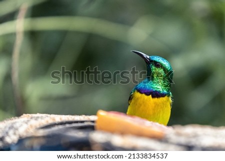 Portrait of a collared sunbird, Hedydipna collaris, posed behind some fruit. The blurred background is colored green. High quality photo