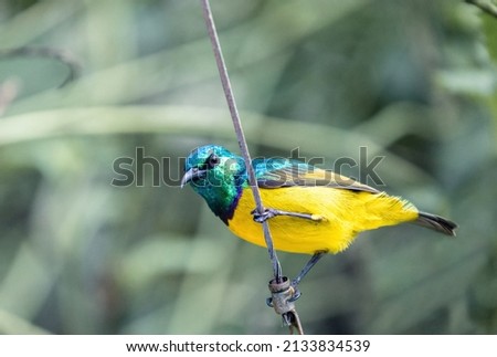 Portrait of a Collared Sunbird, Hedydipna collaris, resting on a steel cable. The blurred background is colored green. High quality photo