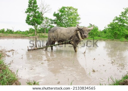 Picture of a buffalo plowing the old way