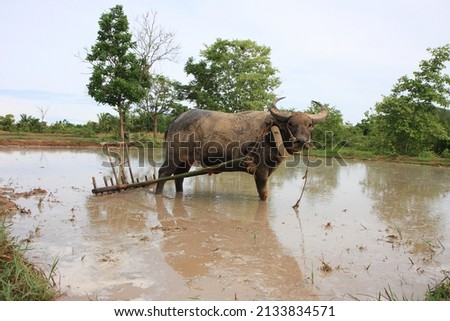 Picture of a buffalo plowing the old way