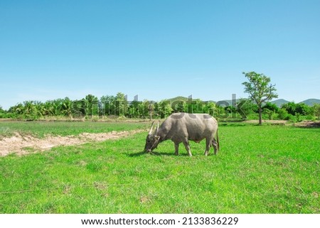 
Picture of buffalo eating grass
