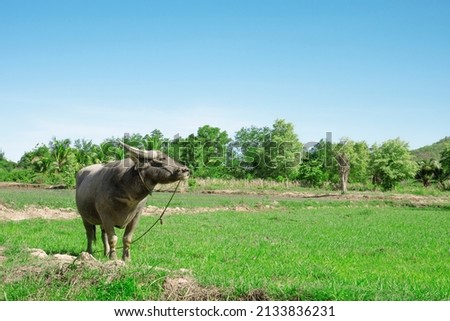 
Picture of buffalo eating grass