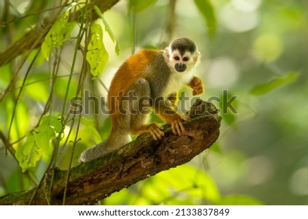 he Central American squirrel monkey (Saimiri oerstedii), also known as the red-backed squirrel monkey, is a squirrel monkey species from the Pacific coast of Costa Rica and Panama Royalty-Free Stock Photo #2133837849