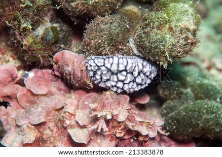 Sea Slug, Phyllidiella pustulosa
