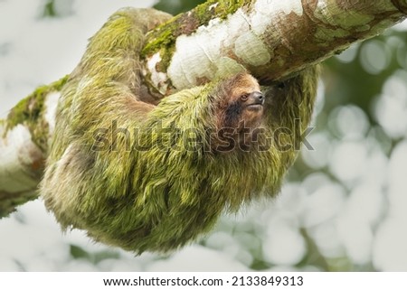 The brown-throated sloth (Bradypus variegatus) is a species of three-toed sloth found in the Neotropical realm of Central and South America