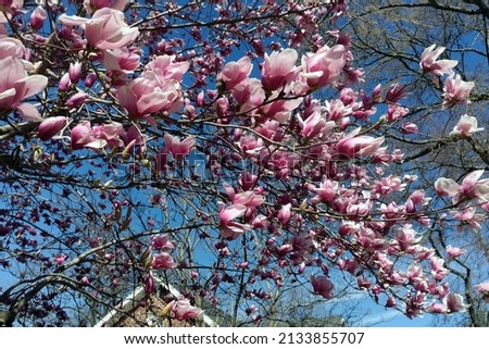 Blooming Virginia saucer or tulip magnolia.