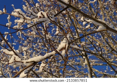 Deep look into a tree with snow on the branches. Close up and isolated. Winter photo during a nice day. Stockholm, Sweden, Europe.