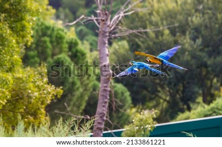 A pair of cute blue yellow and white parrots flying through the park. Free life conservation concept. Horizontal photo and selective focus