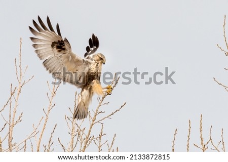 Rough-legged Hawk landing on a small branch Royalty-Free Stock Photo #2133872815