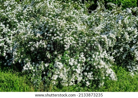 Large branch with delicate white flowers of Spiraea nipponica Snowmound shrub in full bloom and a small Green June Bug, beautiful outdoor floral background of a decorative plant