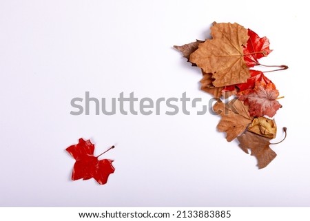 Composition of halloween decoration with dry leaves and copy space on white background. horror, fright, halloween tradition and celebration concept digitally generated image.
