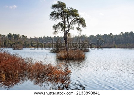Dutch nature landscape with water and woods