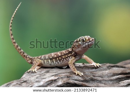 Sand gecko sunbathing on the wood, Closeup head sand gecko (Stenodactylus petrii), Stenodactylus petrii gecko Royalty-Free Stock Photo #2133892471