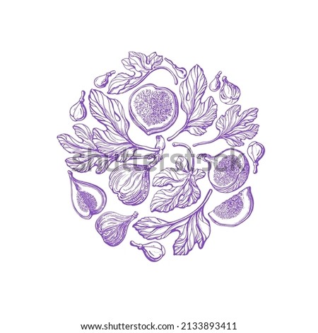 Violet figs in circle. Vector engraving. Vintage branch, texture fruit, leaves on white background. Organic exotic fruit. Summer vitamin food Royalty-Free Stock Photo #2133893411