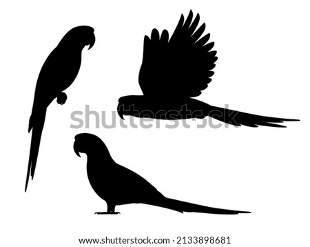 Set macaw parrot silhouettes. Vector illustration set of black silhouettes of exotic macaw parrots isolated on white background. Icon, side view. Royalty-Free Stock Photo #2133898681