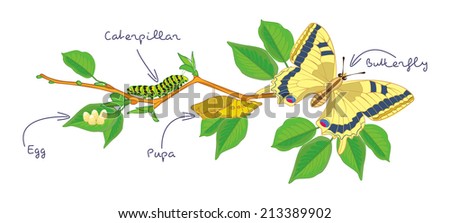 The metamorphosis of the butterfly ( egg, caterpillar, pupa, butterfly ). Life cycle. Vector illustration. Isolated on white background