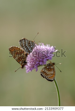 The marsh fritillary (Euphydryas aurinia) is a butterfly of the family Nymphalidae. Sitting on the grass.