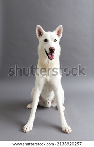 Selective focus vertical portrait of stunning lean white husky sitting against plain grey background