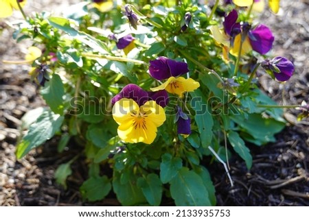 Horned pansy, horned violet (biennial) pansy.