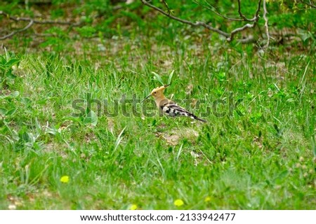 A small meadow hoopoe, stands in the grass, Crimea. Ukraine