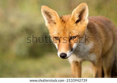 Cute Young Red Fox Close Up in A Natural Background