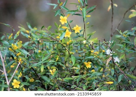 yellow Carolina Jessamine  wildflowers on a branch Royalty-Free Stock Photo #2133945859