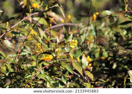 yellow Carolina Jessamine  wildflowers on a branch Royalty-Free Stock Photo #2133945883