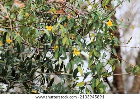 yellow Carolina Jessamine  wildflowers on a branch Royalty-Free Stock Photo #2133945891