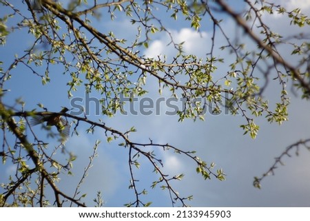 Spring background with blue sky though branches of a tree. Selective focus. High quality photo Royalty-Free Stock Photo #2133945903