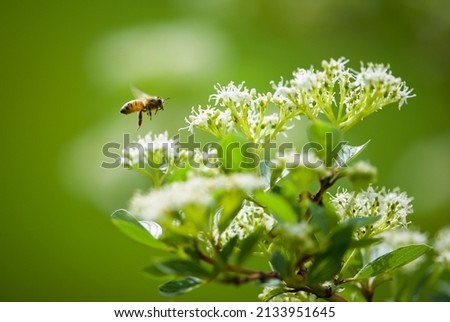 Honey Bee hovering over Jupiter's Beard Flower.