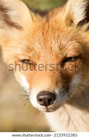 Cute Red Fox Face Close Up in A Natural Background