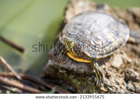 Red-eared turtle (Trachemys scripta elegans) resting on a stone in the lake.