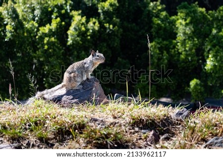 Gray squirrel in a park. Nature concept.