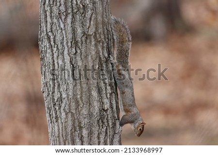 Eastern gray squirrel running down a tree trunk