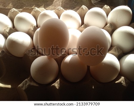 The focus of the picture is the fertilized eggs of the hen